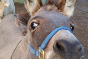 Alert donkey